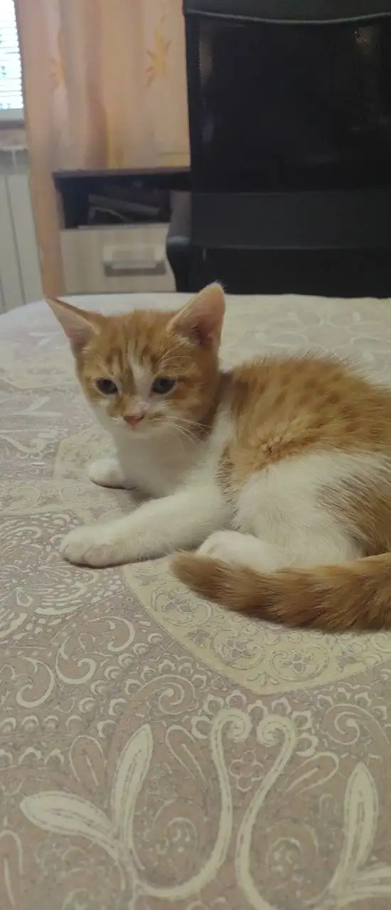 Пристраиваю котят шотландка и британец - Кошки (Животные) в Саратов