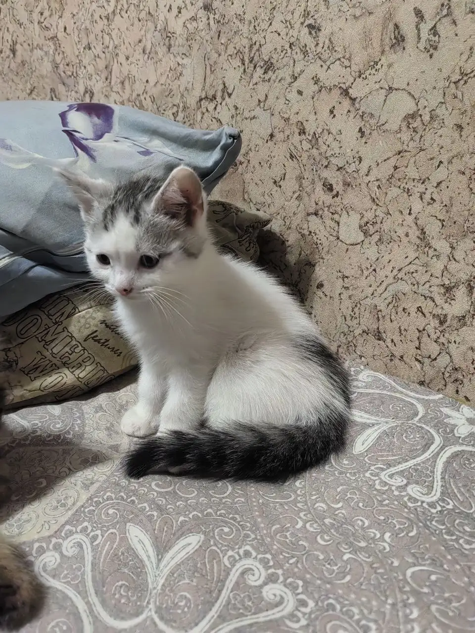 Пристраиваю котят шотландка и британец - Кошки (Животные) в Саратов