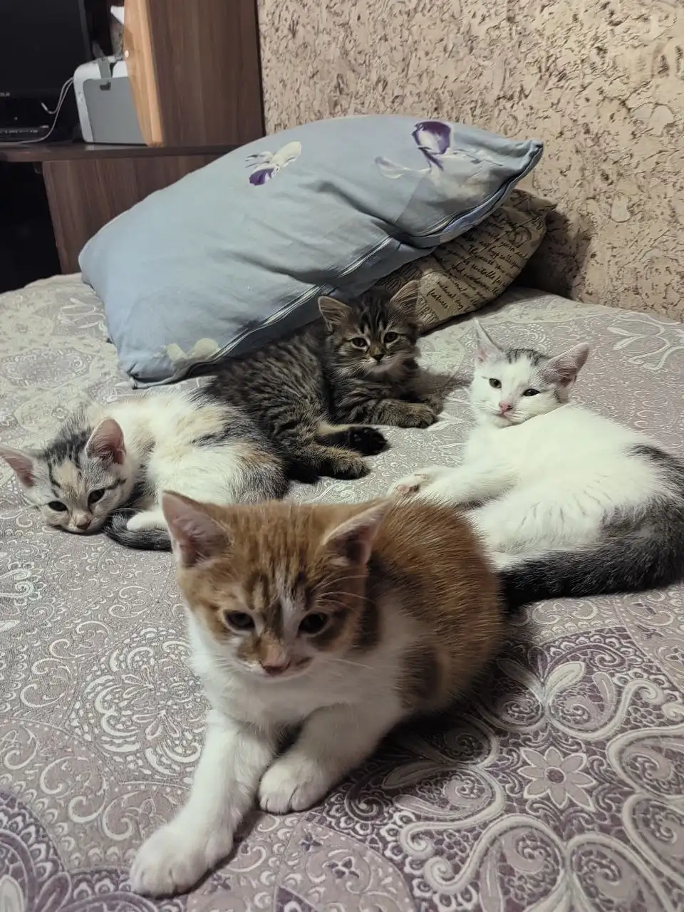 Пристраиваю котят шотландка и британец - Кошки (Животные) в Саратов