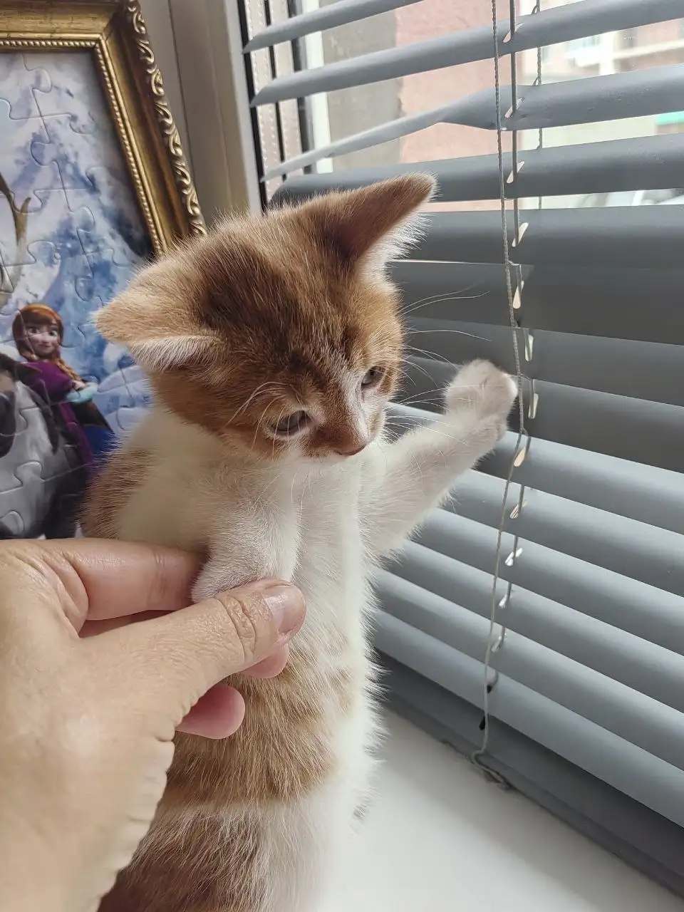 Пристраиваю котят шотландка и британец - Кошки (Животные) в Саратов