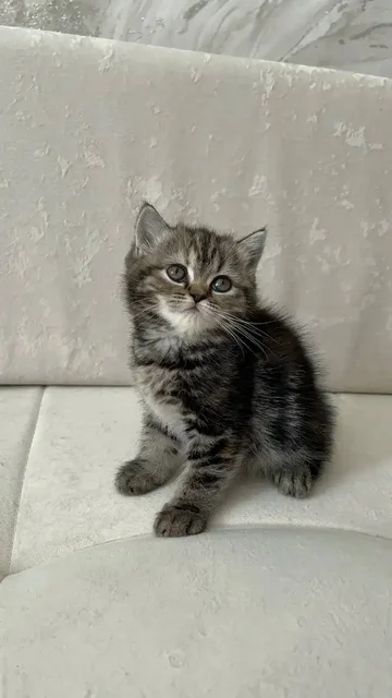 Котята британской и шотландской породы - поиск животного в Саратов
