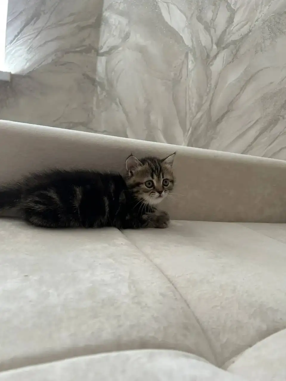 Котята британской и шотландской породы - Кошки (Животные) в Саратов
