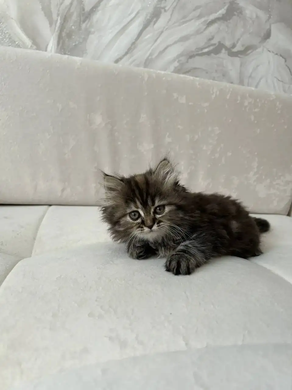 Котята британской и шотландской породы - Кошки (Животные) в Саратов