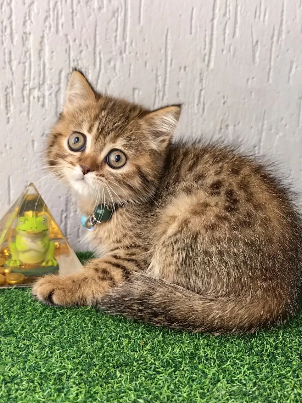 Шотландский котёнок скоттиш-страйт - Кошки (Животные) в Саратов