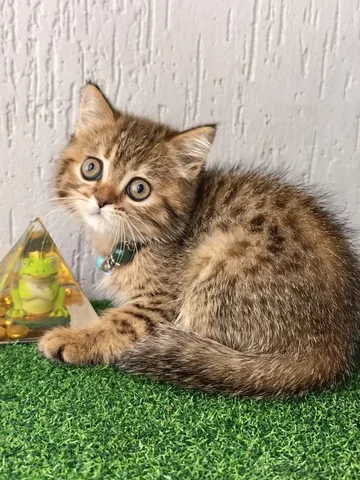 Шотландский котёнок скоттиш-страйт - Кошки в Саратов
