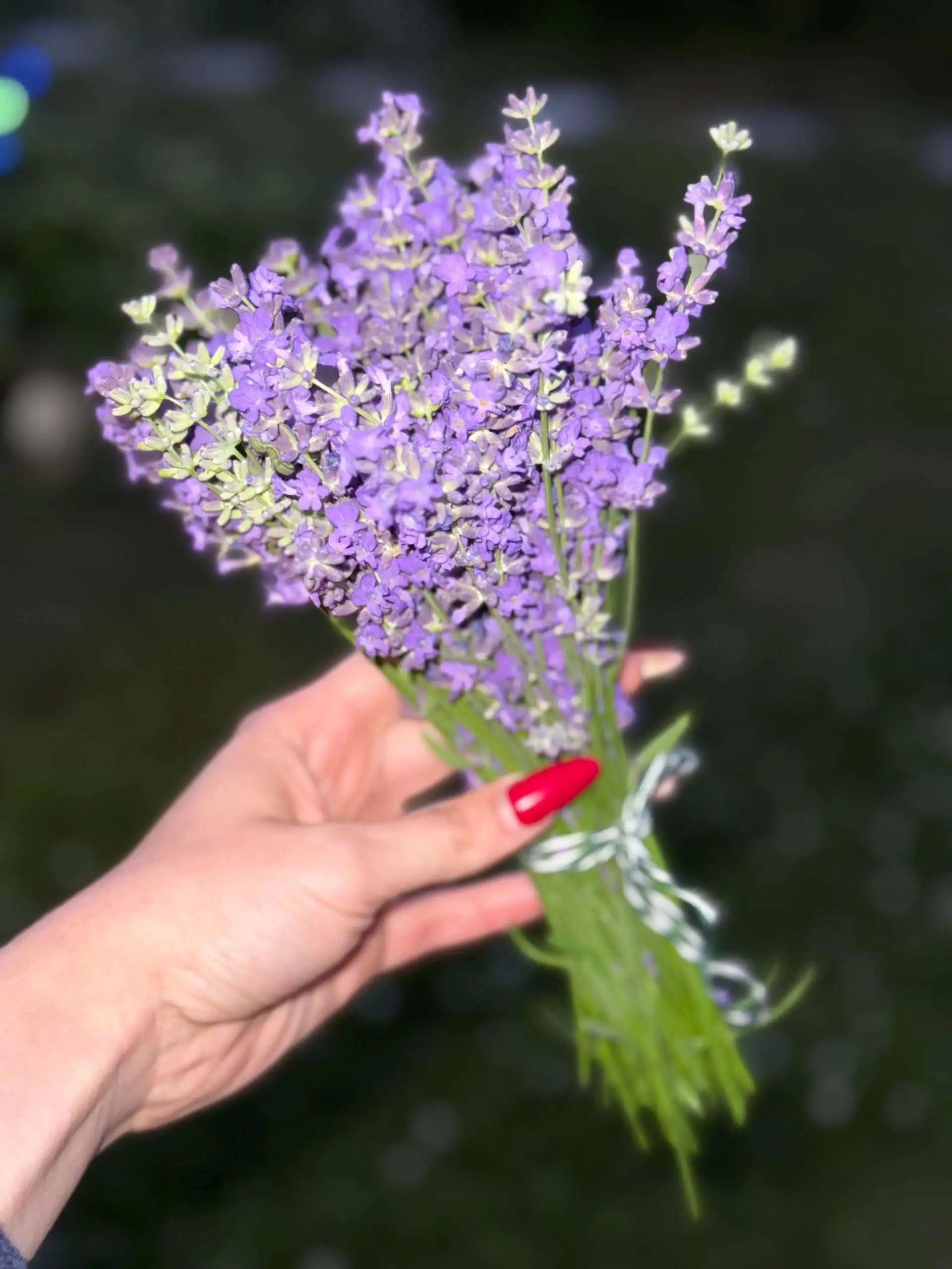 Саженцы лаванды узколистной - null (Для дома и дачи) в Саратов