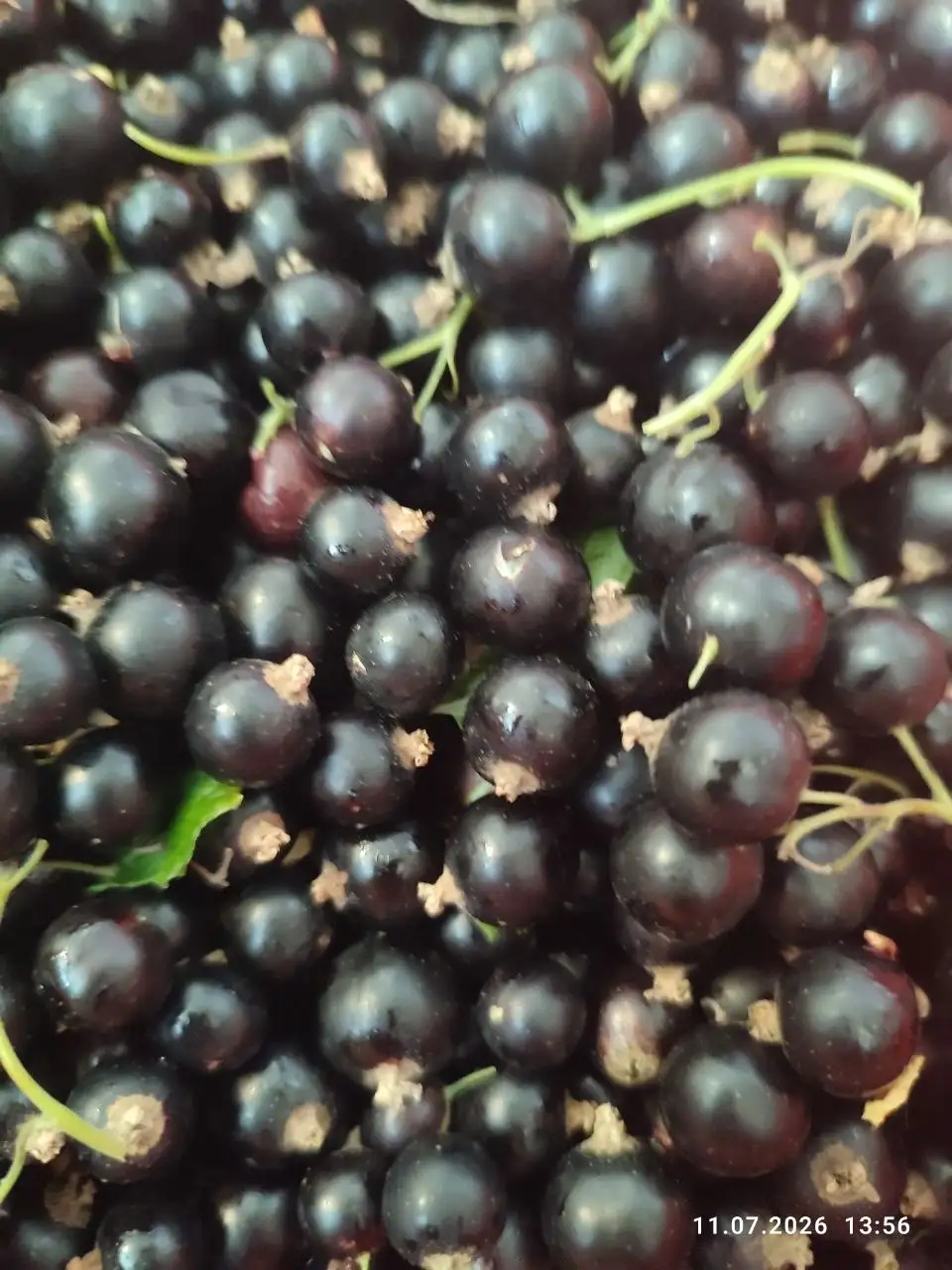 Продажа черной смородины - Продукты в Неизвестно