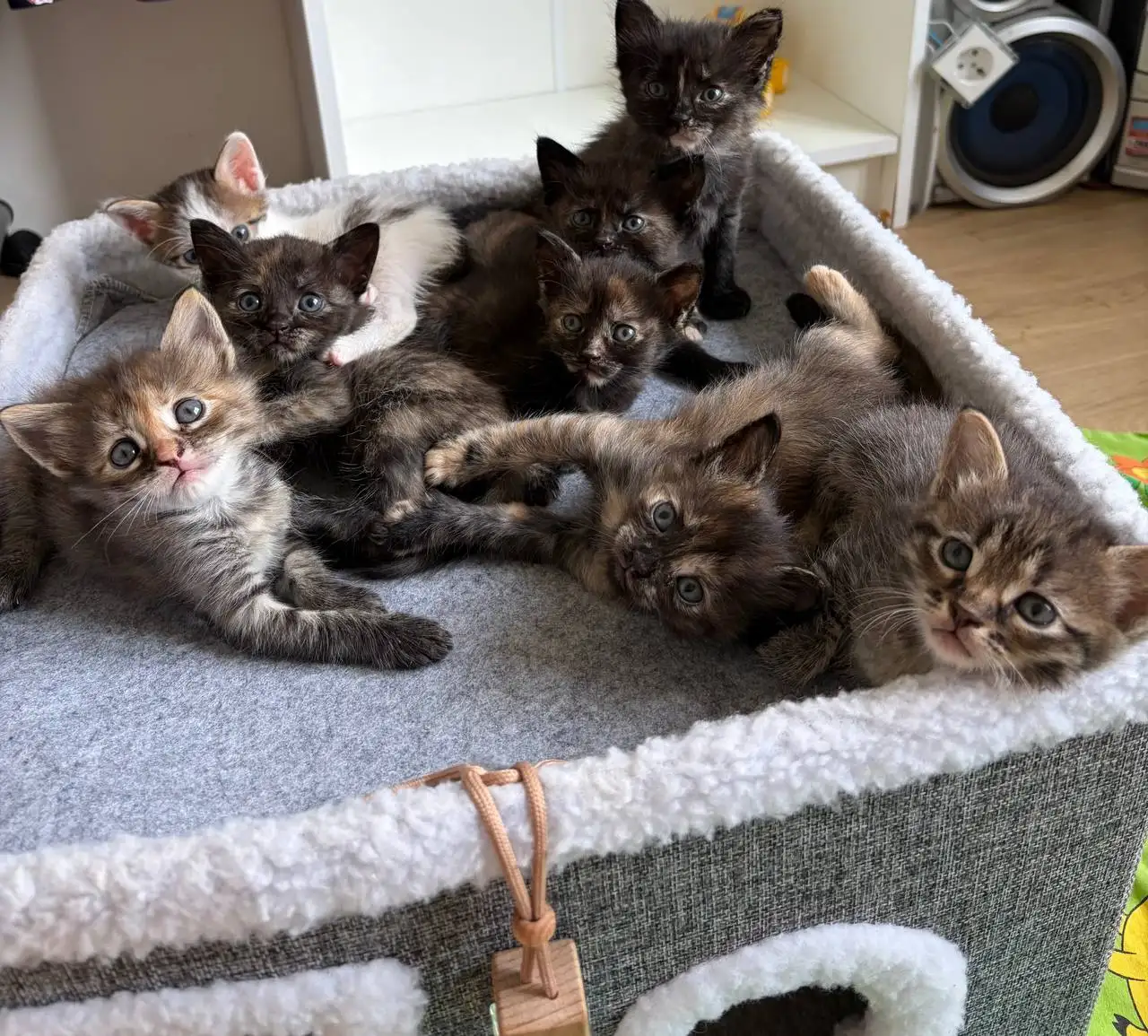 Котята отдаются в добрые руки - Кошки (Животные) в Саратов