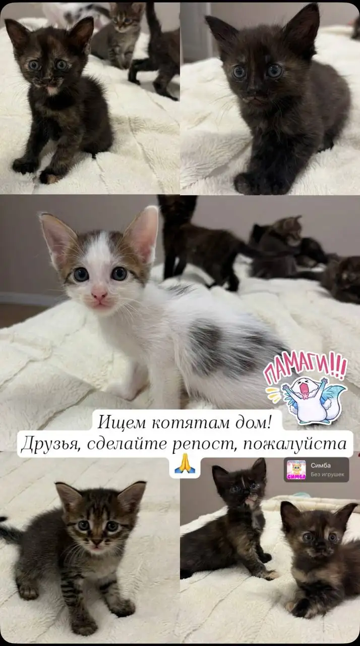 Отдам котят в добрые руки - Кошки (Животные) в Саратов
