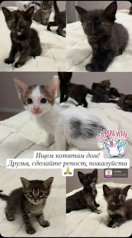 Отдам котят в добрые руки - Потеряшки и находки в Саратов
