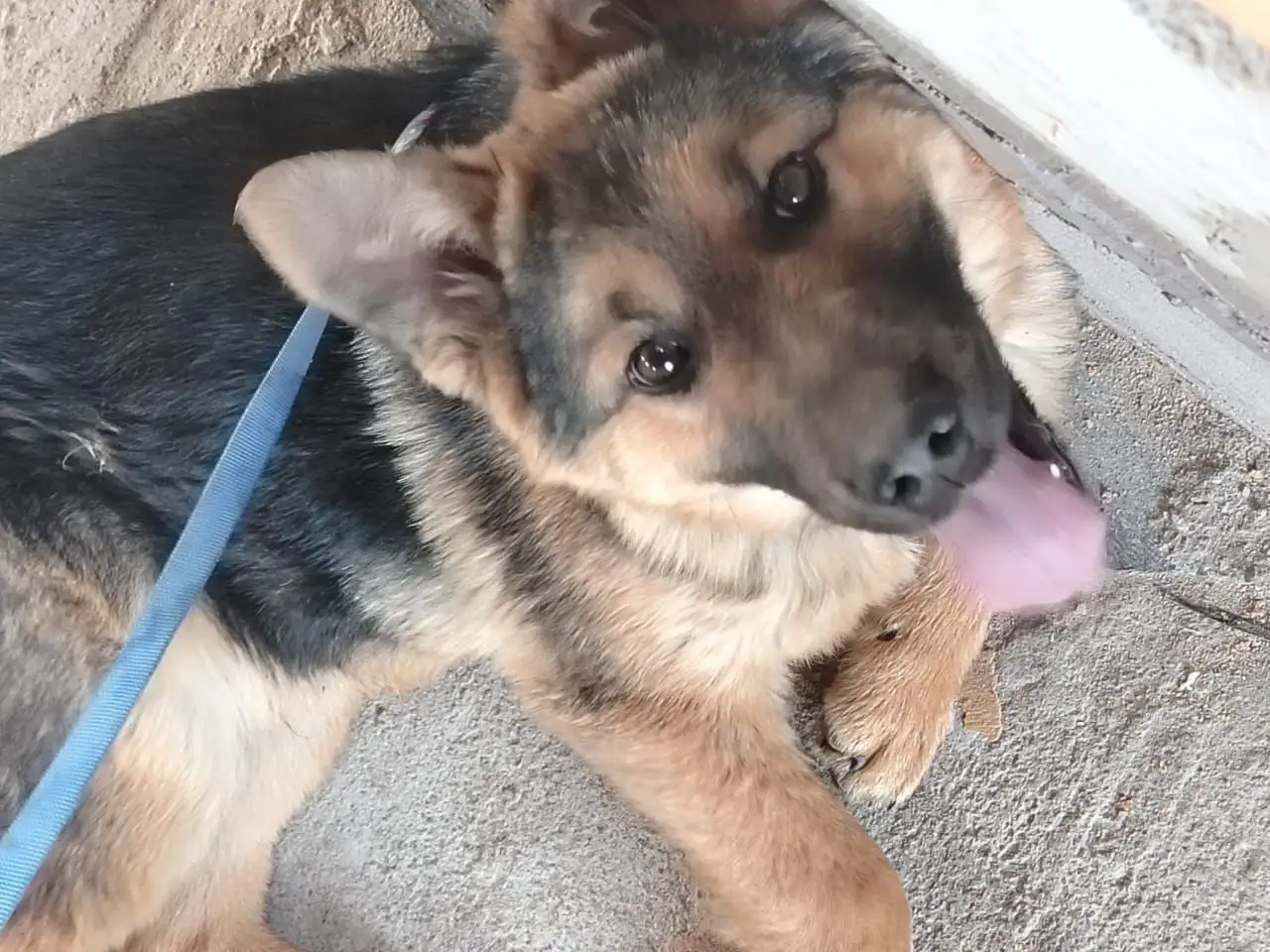 Потерялась немецкая овчарка в Хомутово - Собаки (Животные) в Хомутово