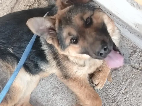 Потерялась немецкая овчарка в Хомутово - Животные в Хомутово