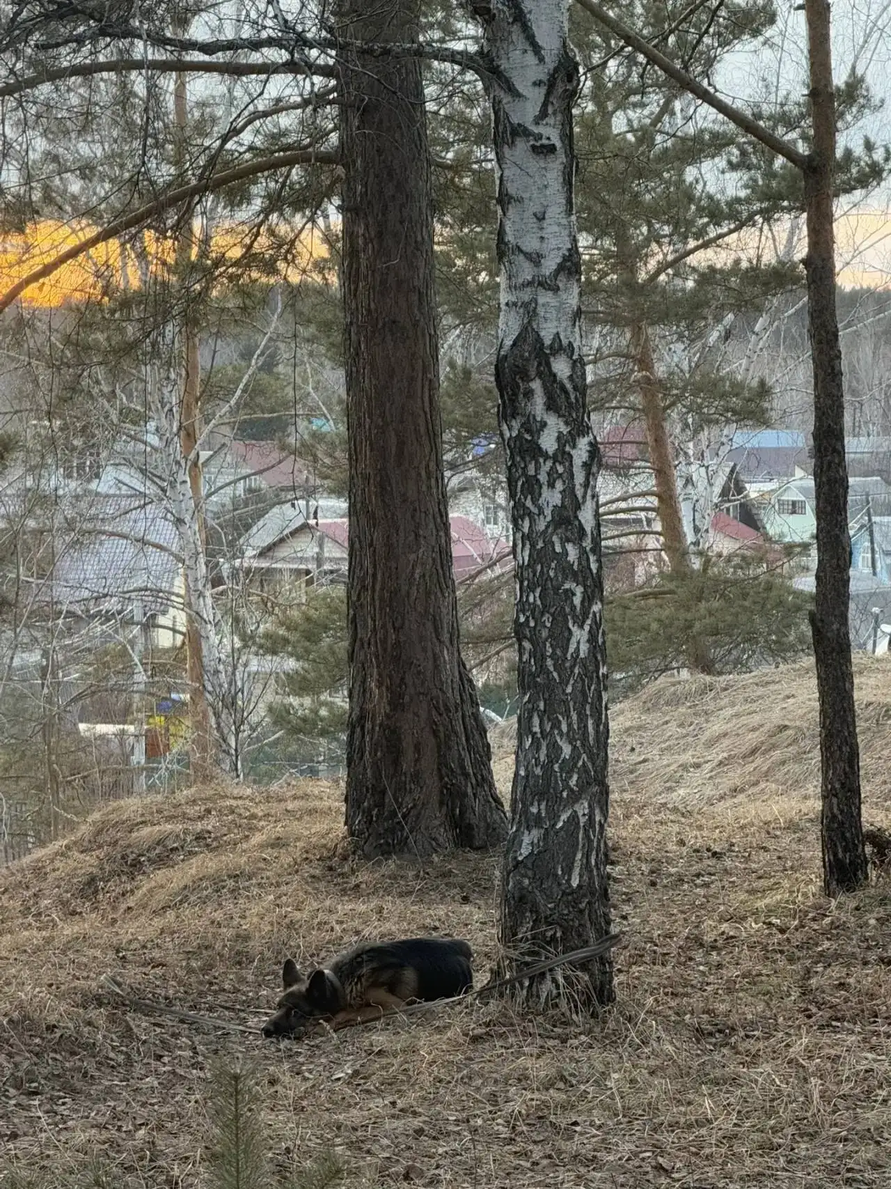 Найдена брошенная собака в Ангарске - Собаки (Животные) в Ангарск