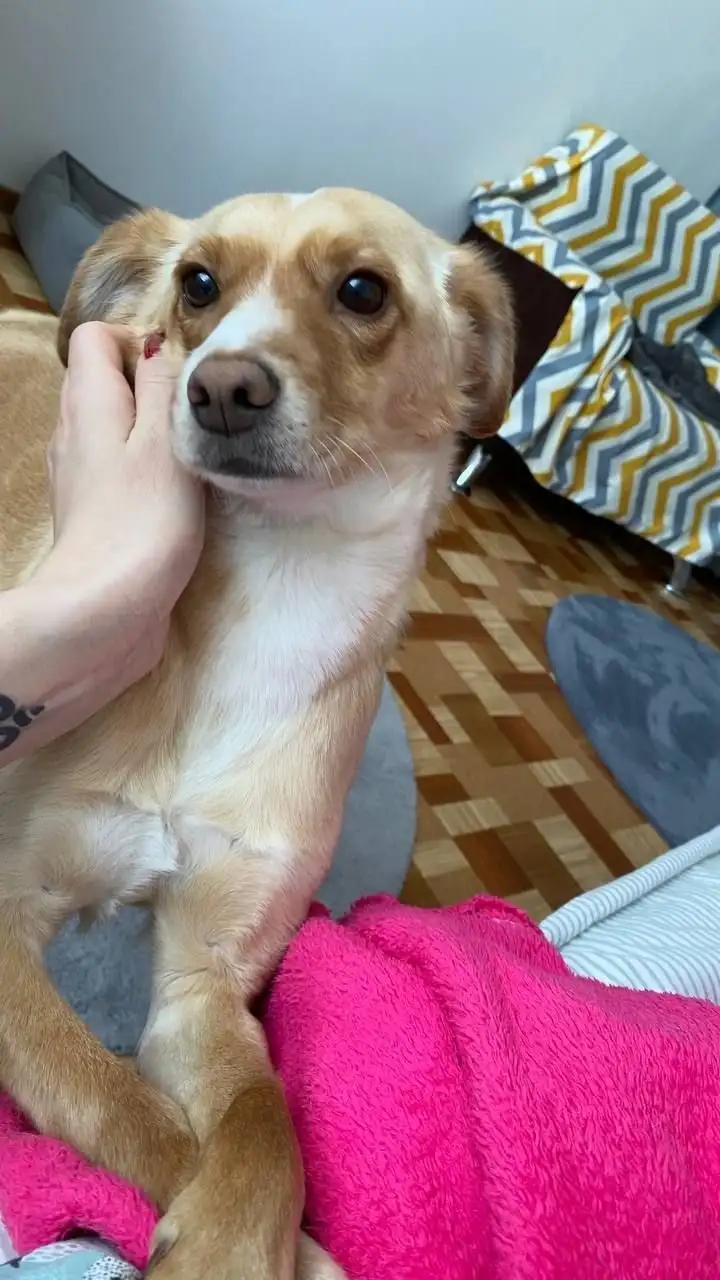 Пропала собака по кличке Родя - Собаки (Животные) в Иркутск