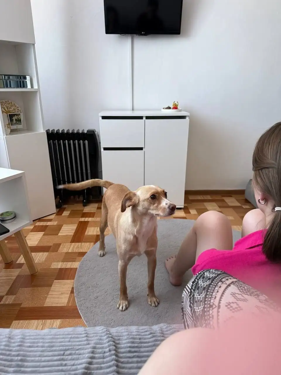 Пропала собака по кличке Родя - Собаки (Животные) в Иркутск