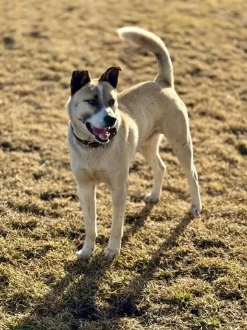 Потерялся пёс Толик в районе Урика - Животные в Иркутск