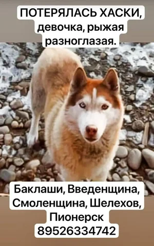 ПОТЕРЯШКА ИРКУТСК ЖИВОТНЫЕ - частное объявление в Шелехов