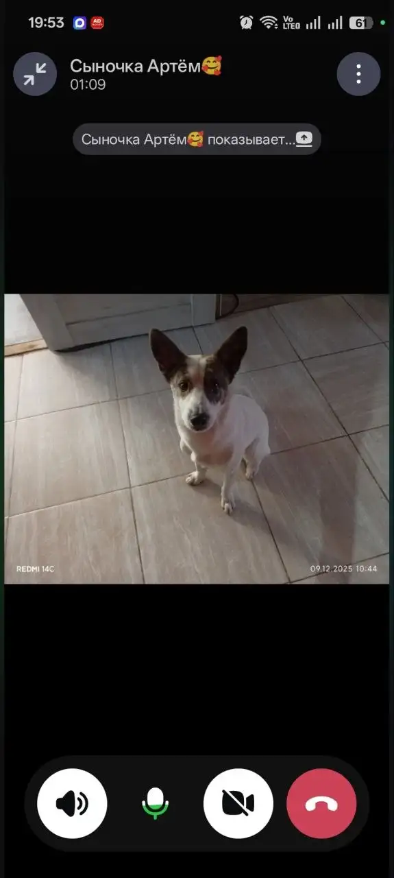 Пропажа животного в районе Современника, СНТ Спутник 3, ГСК Волна - Потерянные животные (Животные) в Иркутск