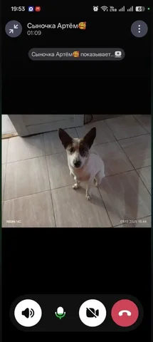 Пропажа животного в районе Современника, СНТ Спутник 3, ГСК Волна - Животные в Иркутск