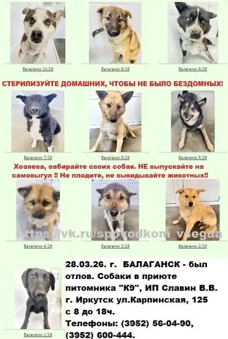 Потерянные собаки в приюте К9 Иркутск - частное объявление в Иркутск