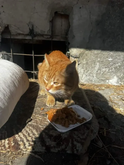 Найден кот в подвале в Ангарске - Потерянные животные в Ангарск