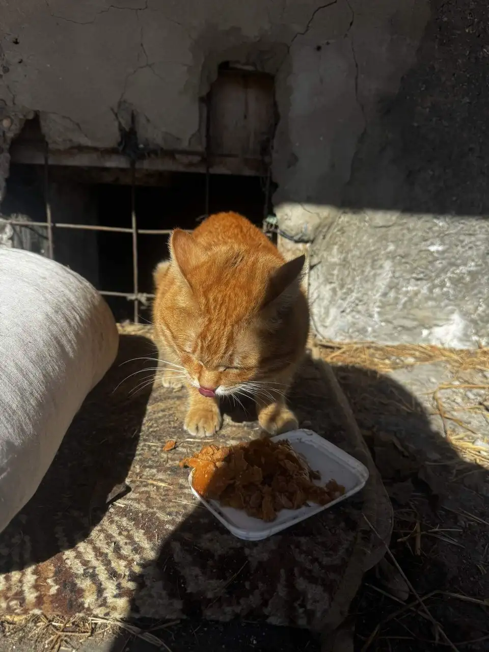 Найден кот в подвале в Ангарске - Кошки (Животные) в Ангарск