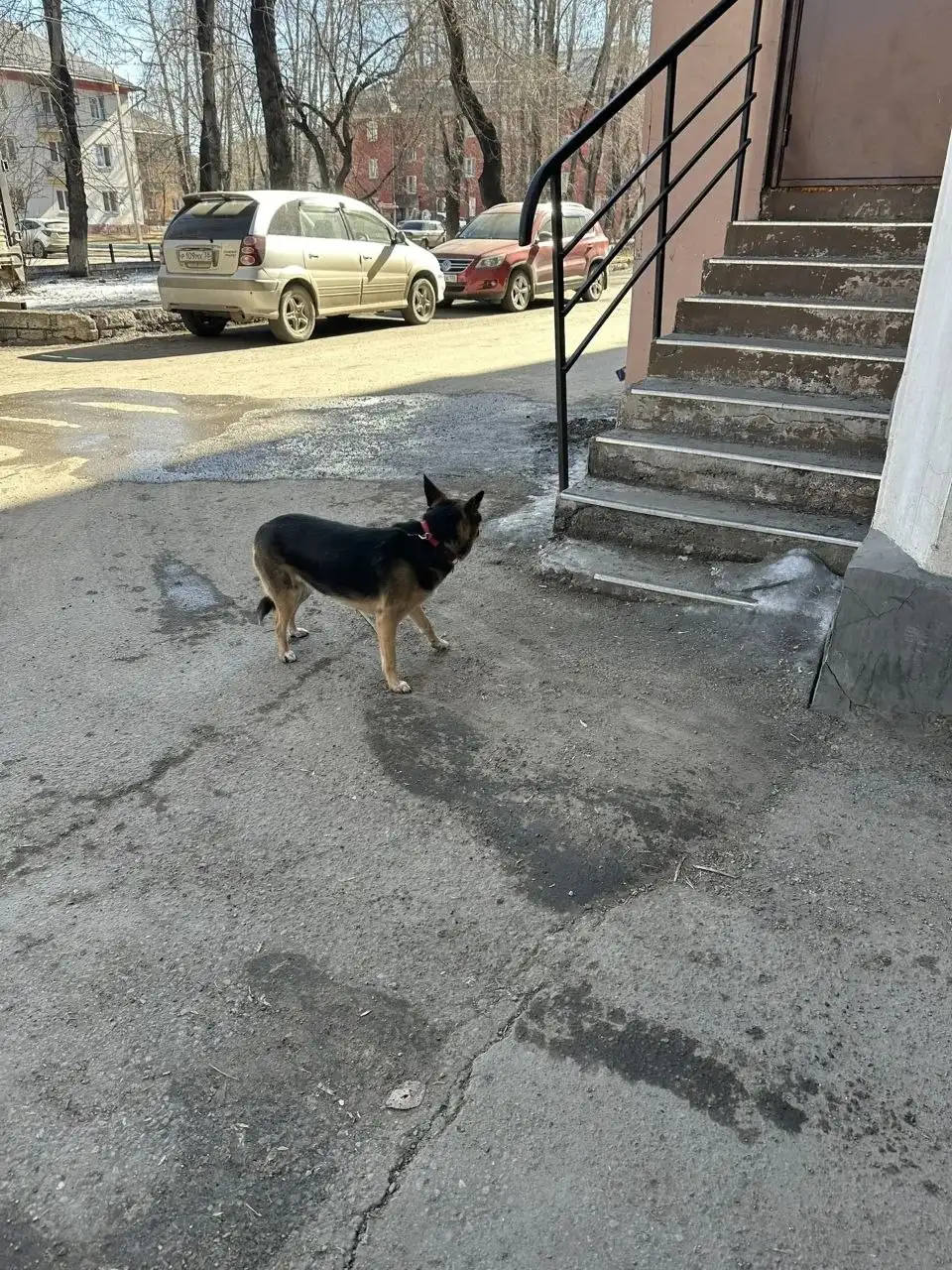 Потеряшка собачка возле парка комсомола - Собаки (Животные) в Иркутск