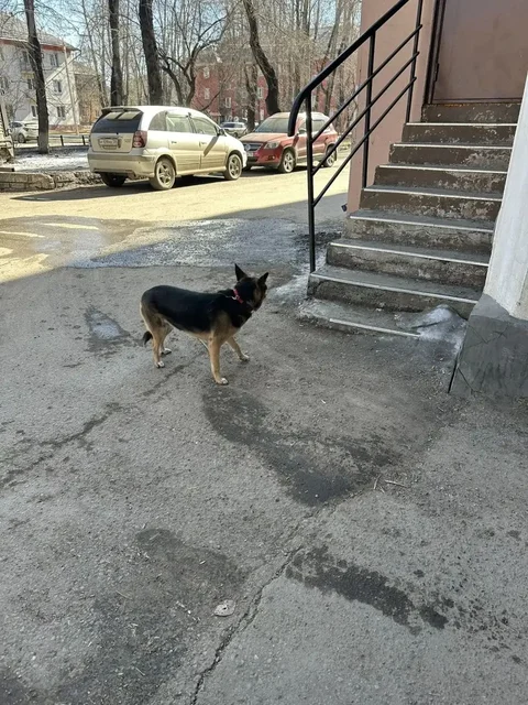 Потеряшка собачка возле парка комсомола - Животные в Иркутск