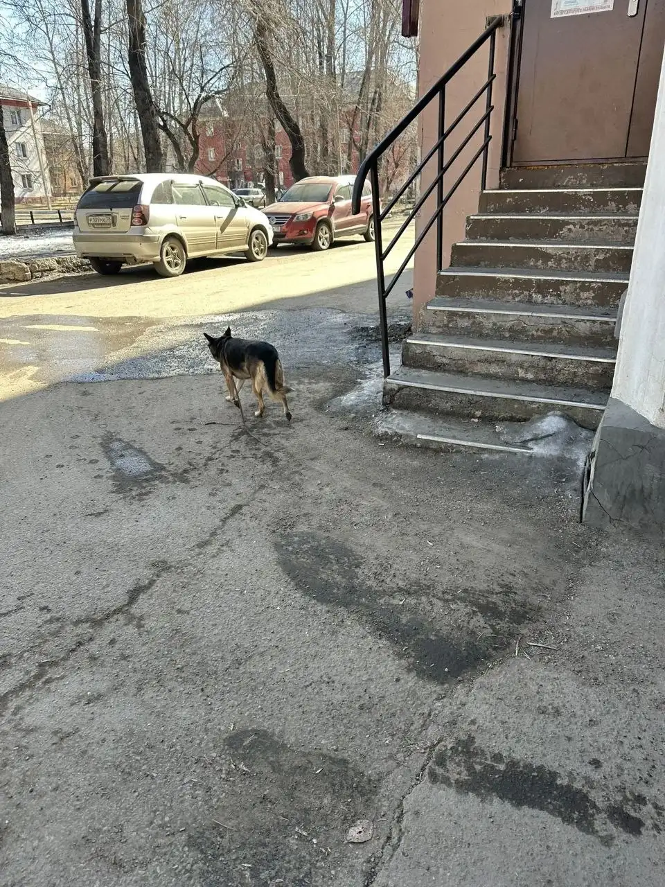 Потеряшка собачка возле парка комсомола - Собаки (Животные) в Иркутск