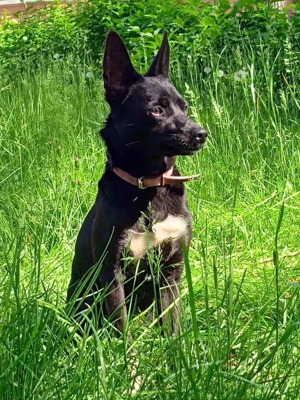 Потерялась собака Джесси в Иркутске - Собаки (Животные) в Иркутск