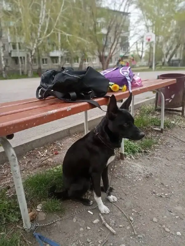 Потерялась собака Джесси в Иркутске - Собаки (Животные) в Иркутск