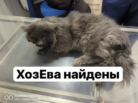 Потеряшка в Иркутске - Животные в Иркутск