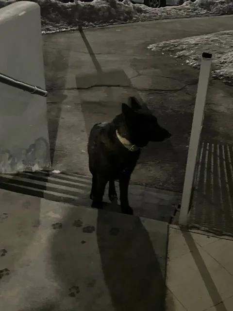 Потеряшка черный пес в брезентовом ошейнике - Животные в Иркутск