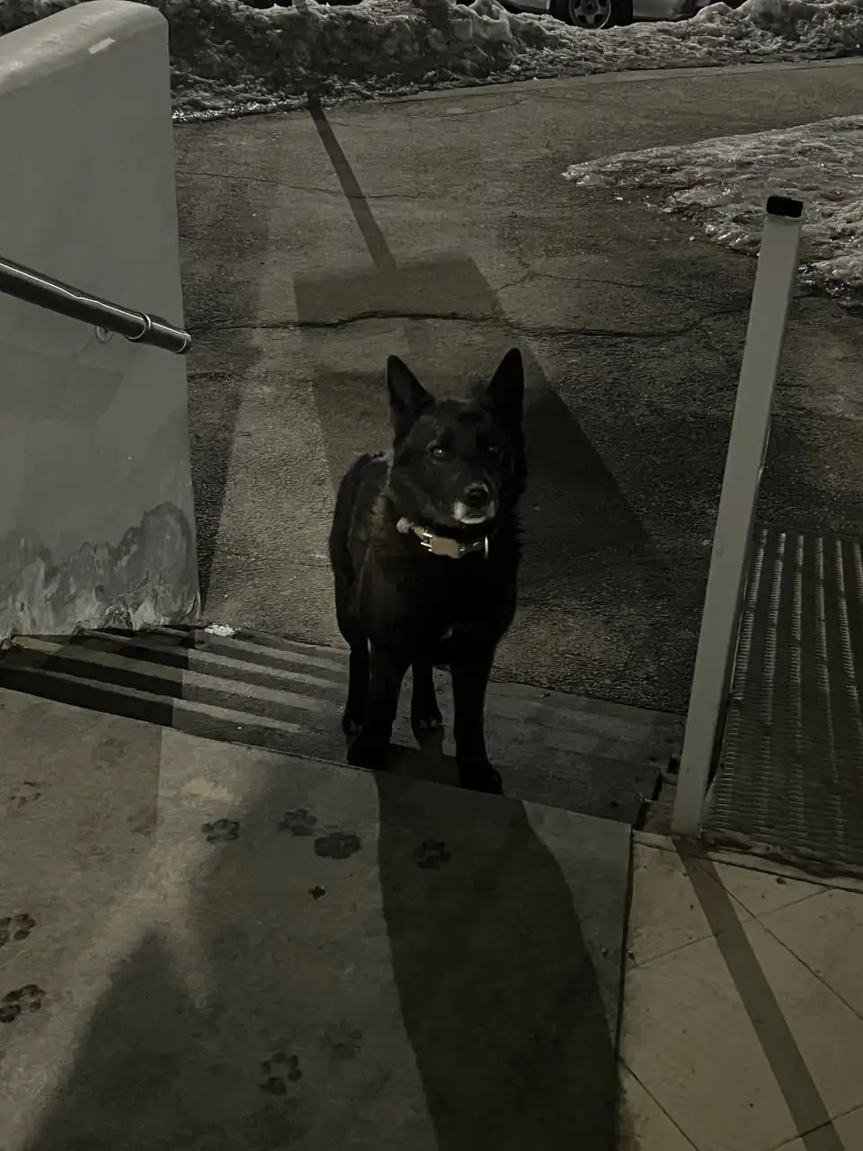 Потеряшка черный пес в брезентовом ошейнике - Потерянные животные (Животные) в Иркутск