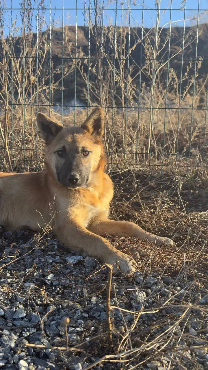 Пропал щенок в Иркутске - Потерянные животные (Животные) в Иркутск