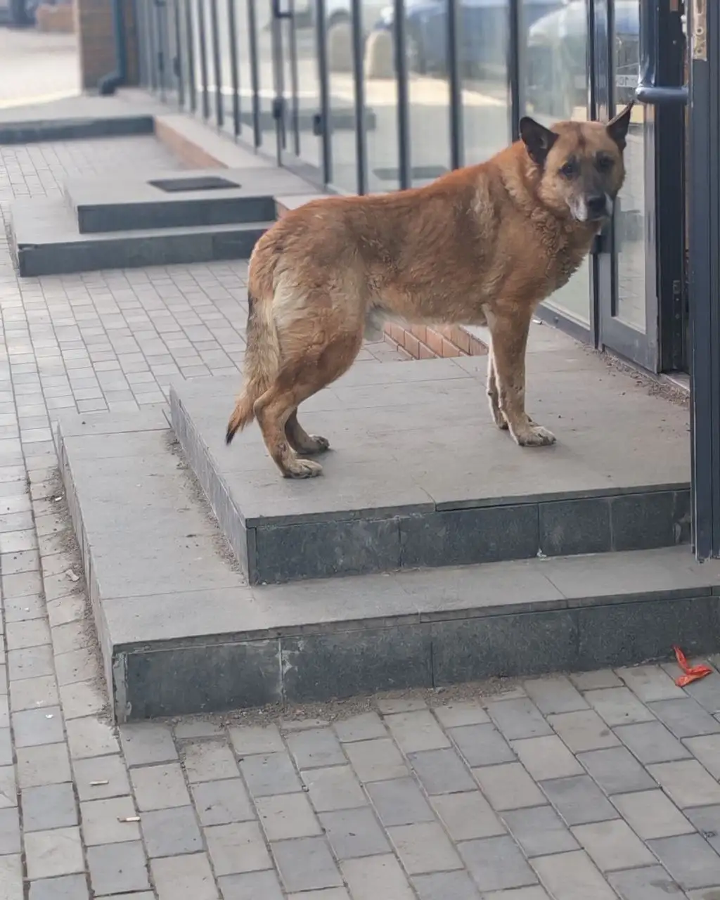 Потеряшка Иркутск Животные - Собаки (Животные) в Иркутск