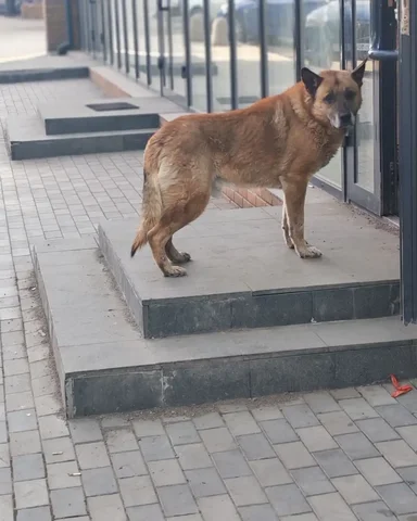 Потеряшка Иркутск Животные - частное объявление в Иркутск