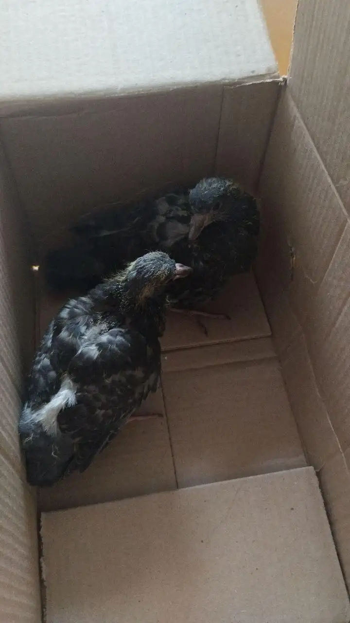 Отдам голубенков в добрые руки - Птицы (Животные) в Иркутск