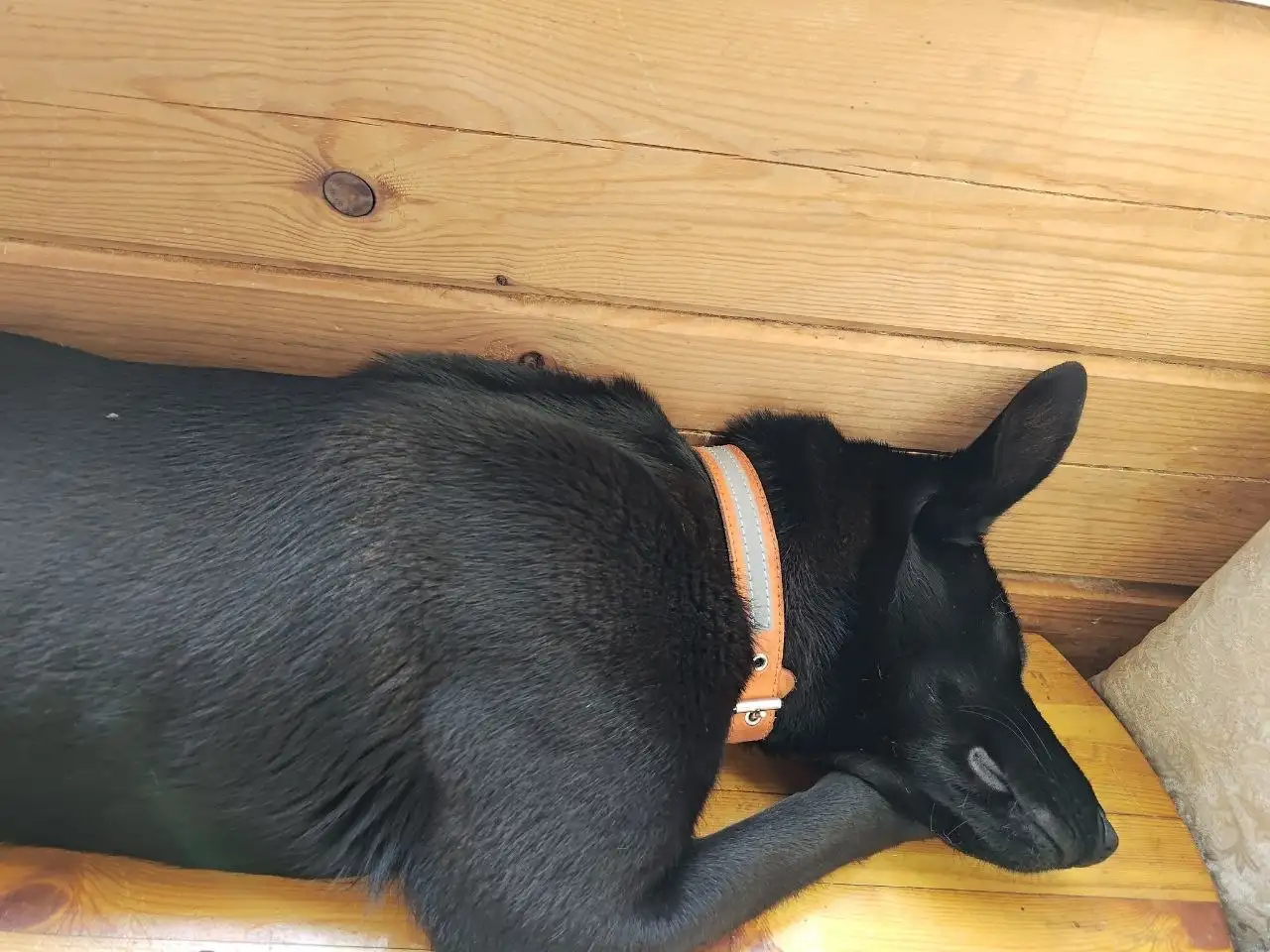 Потерялась собака в Иркутске - Потерянные животные (Животные) в Иркутск