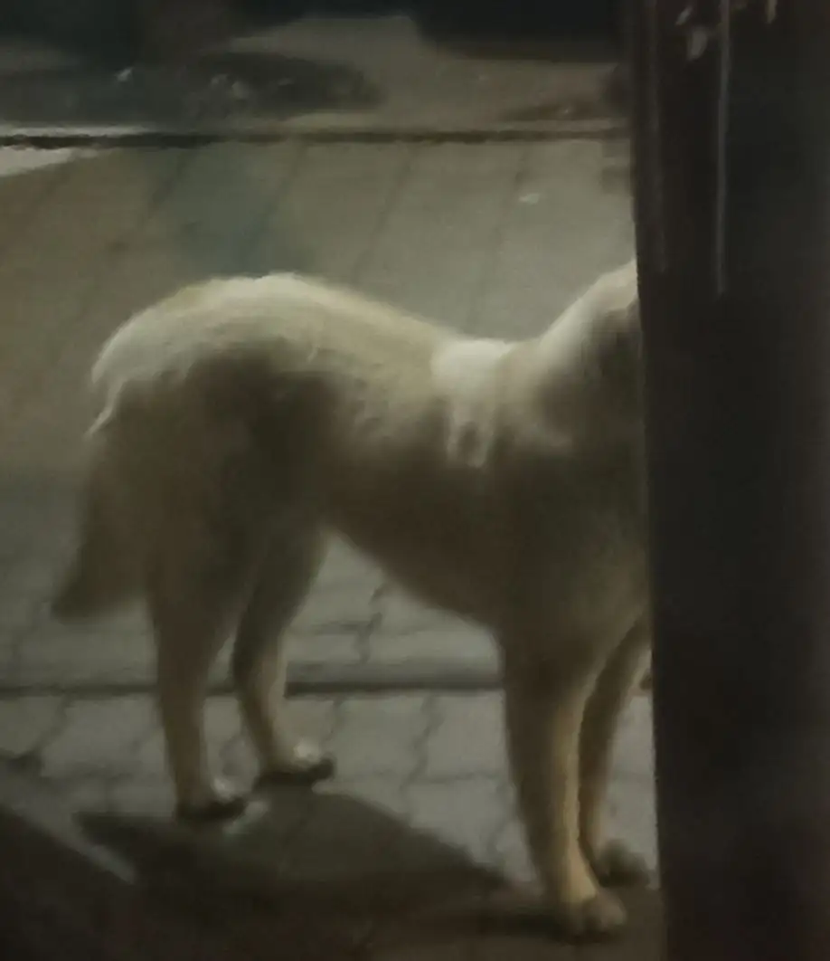 Беленькая собачка с пятнышком на спинке - Собаки (Животные) в Иркутск