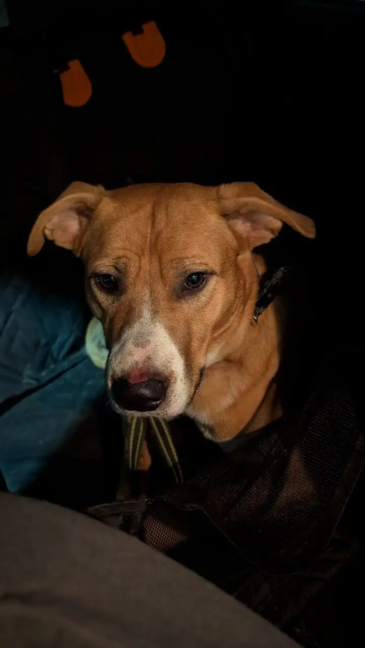 Найден пёс породы стаффордширский терьер (или метис) в Маркова - частное объявление в Иркутск