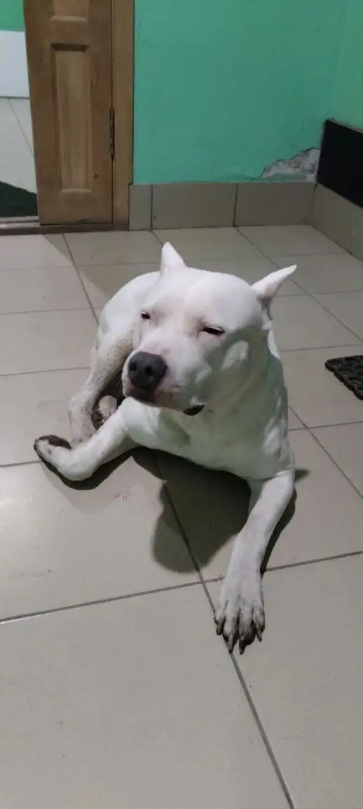 Найдена собака в подъезде - Собаки (Животные) в Иркутск