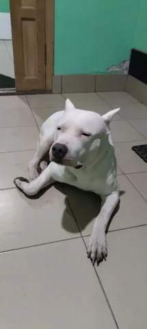 Найдена собака в подъезде - Собаки в Иркутск