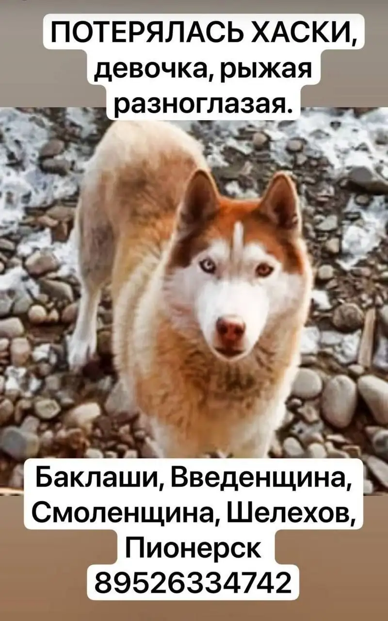 Потерялась собака породы хаски - Потерянные животные (Животные) в Иркутск