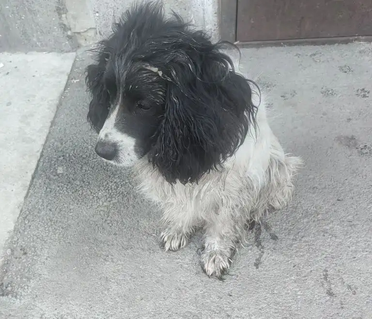 Пропал пес Жора в Иркутске - Потеряшки (Животные) в Иркутск