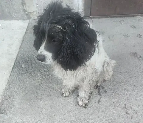 Пропал пес Жора в Иркутске - Животные в Иркутск