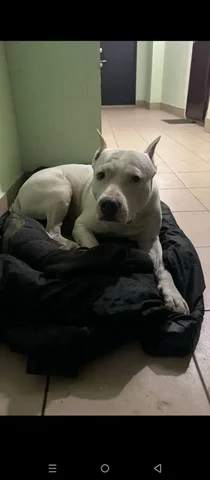 Потерянная собака в Иркутске - Собаки в Иркутск