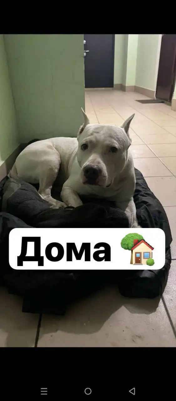 ПОТЕРЯШКА ИРКУТСК ЖИВОТНЫЕ - Потерянные животные (Животные) в Иркутск