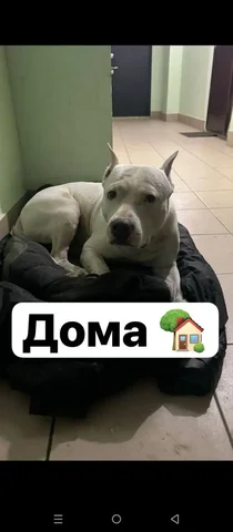 ПОТЕРЯШКА ИРКУТСК ЖИВОТНЫЕ - Животные в Иркутск