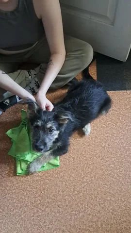 Найдена собака в Ангарске - частное объявление в Ангарск